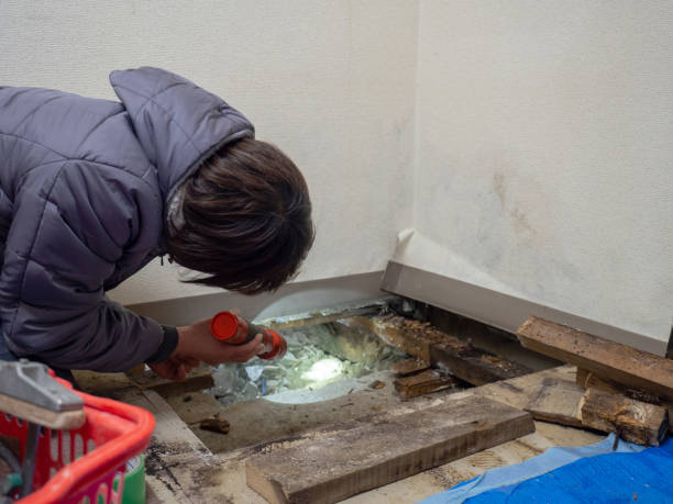 Best Black Mold Removal  in Watertown, MN