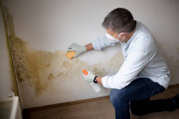 Best Dehumidification Services  in Watertown, MN