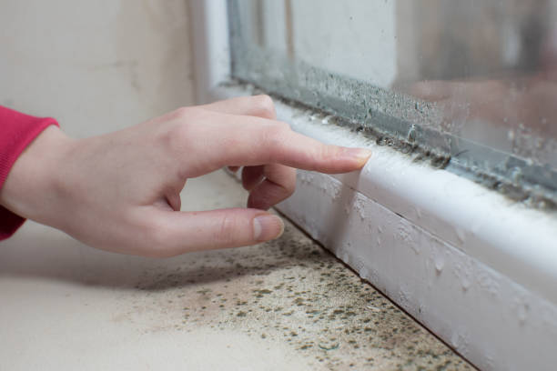 Best Water Damage & Mold Remediation  in Watertown, MN