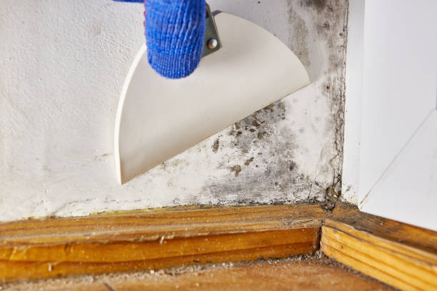 Best Biohazard Mold Removal  in Watertown, MN