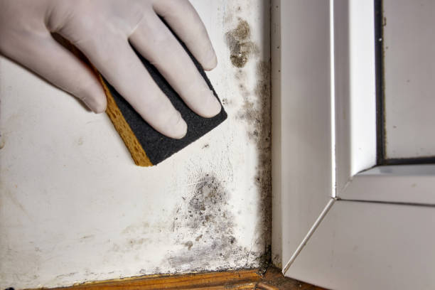 Forensic Mold Investigation in Watertown, MN